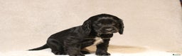 Cocker Spaniel dogs for sale: Beautiful litter of KC reg show type cockers  - Advert 10