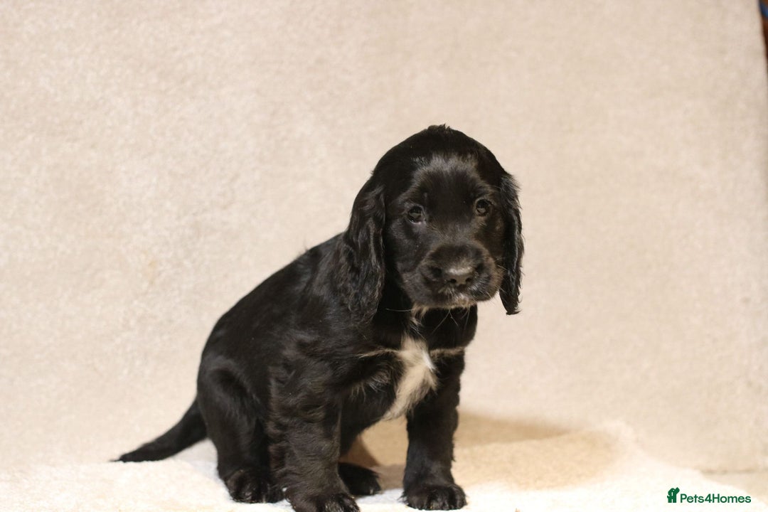 Cocker Spaniel dogs for sale: Beautiful litter of KC reg show type cockers  - Advert 10