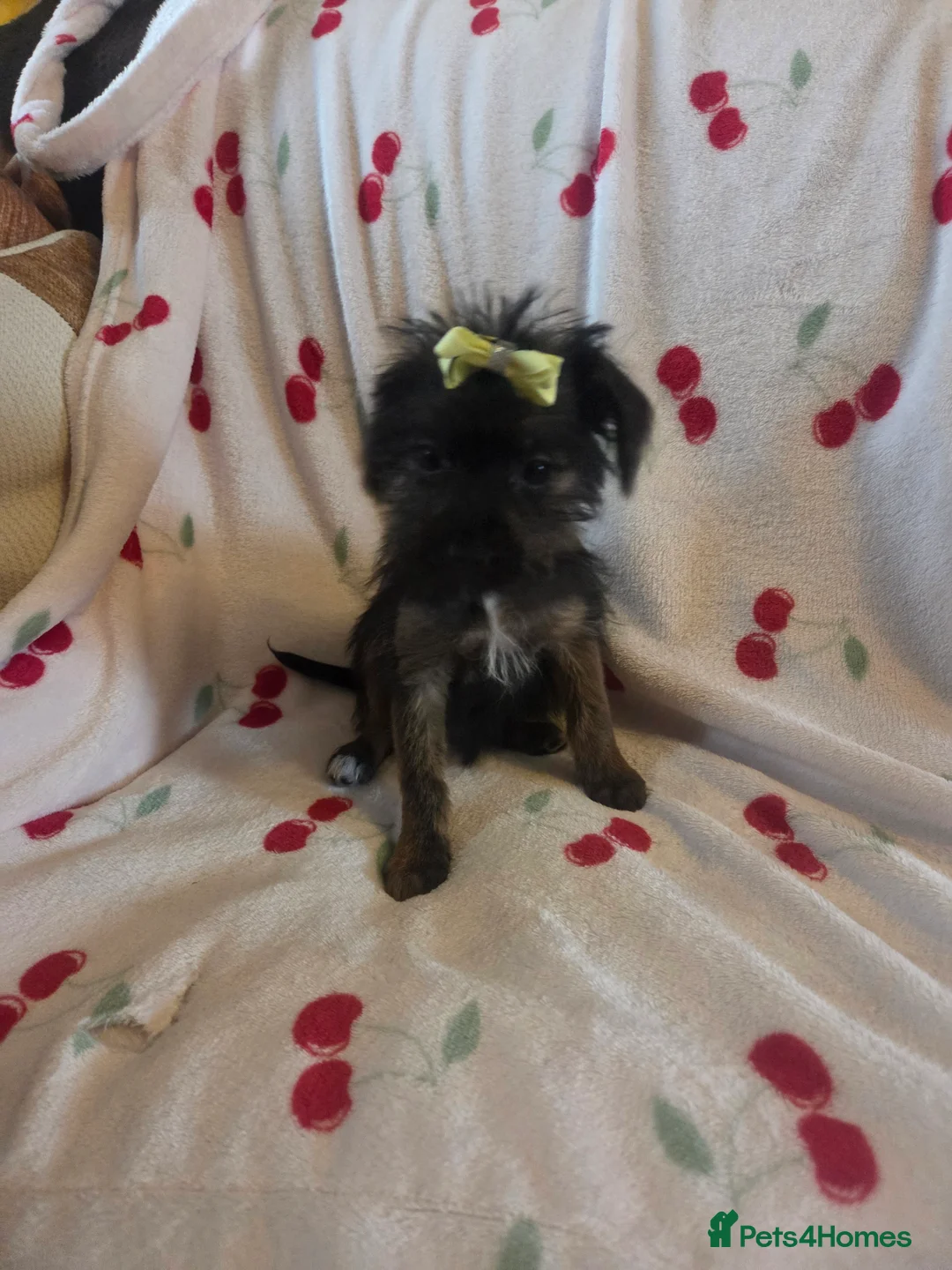 Mixed Breed dogs for sale: Yorkshireterrier xjackrussell  - Advert 13