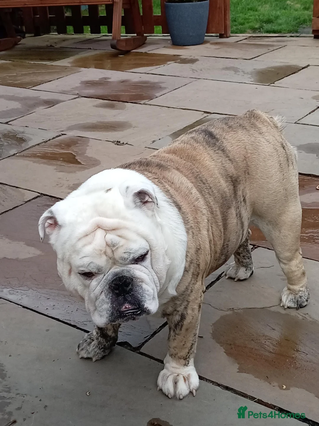 English Bulldog dogs for stud: For Stud: Alfie (standard) PROVEN - NOT MERLE  - Advert 2