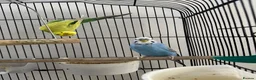 Budgerigars birds for sale: Pair of Budgerigar in Port Talbot - Advert 2