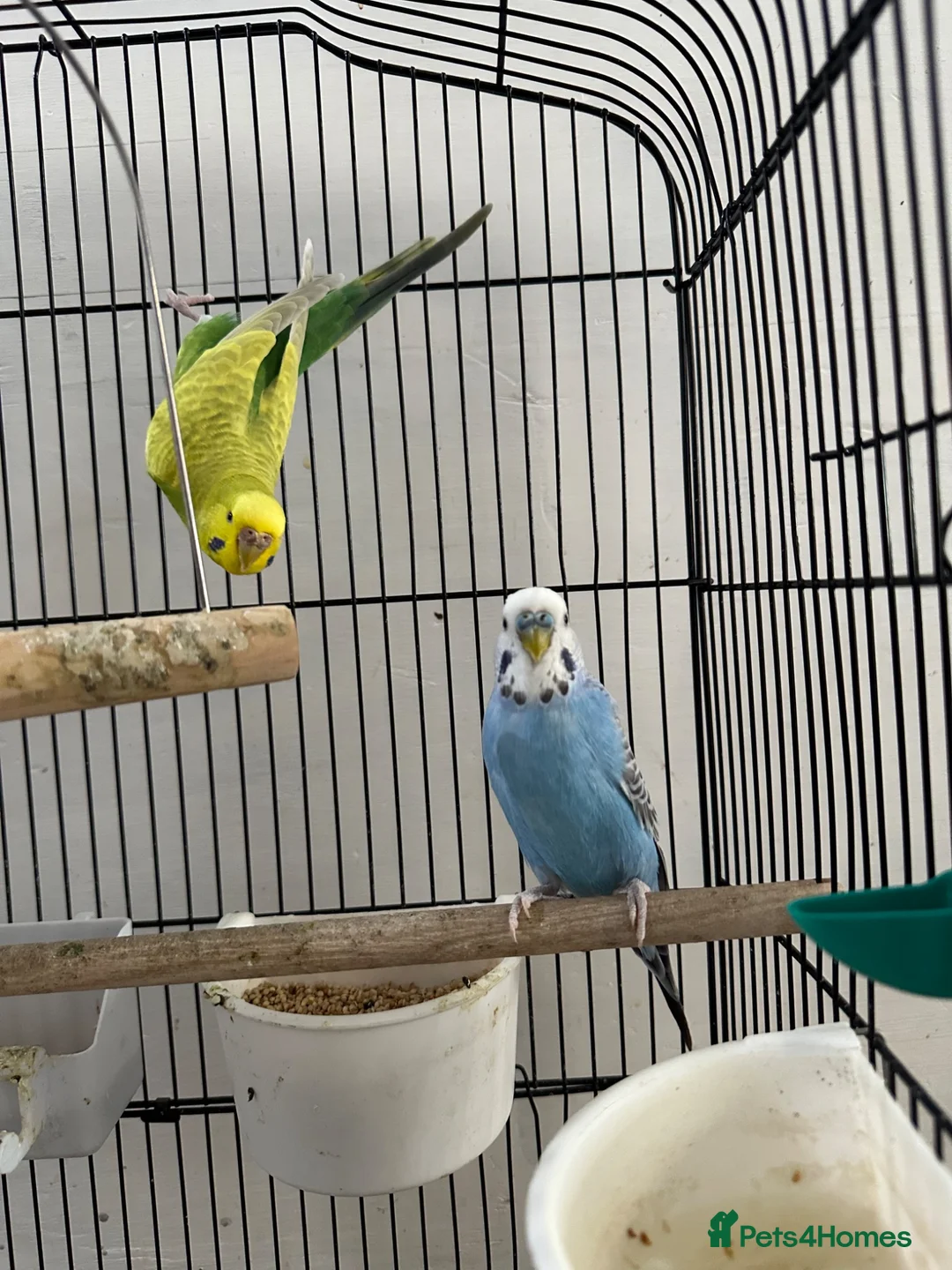 Budgerigars birds for sale: Pair of Budgerigar in Port Talbot - Advert 2