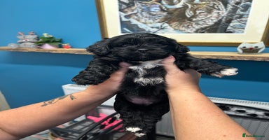 Mixed Breed dogs - Advert 5