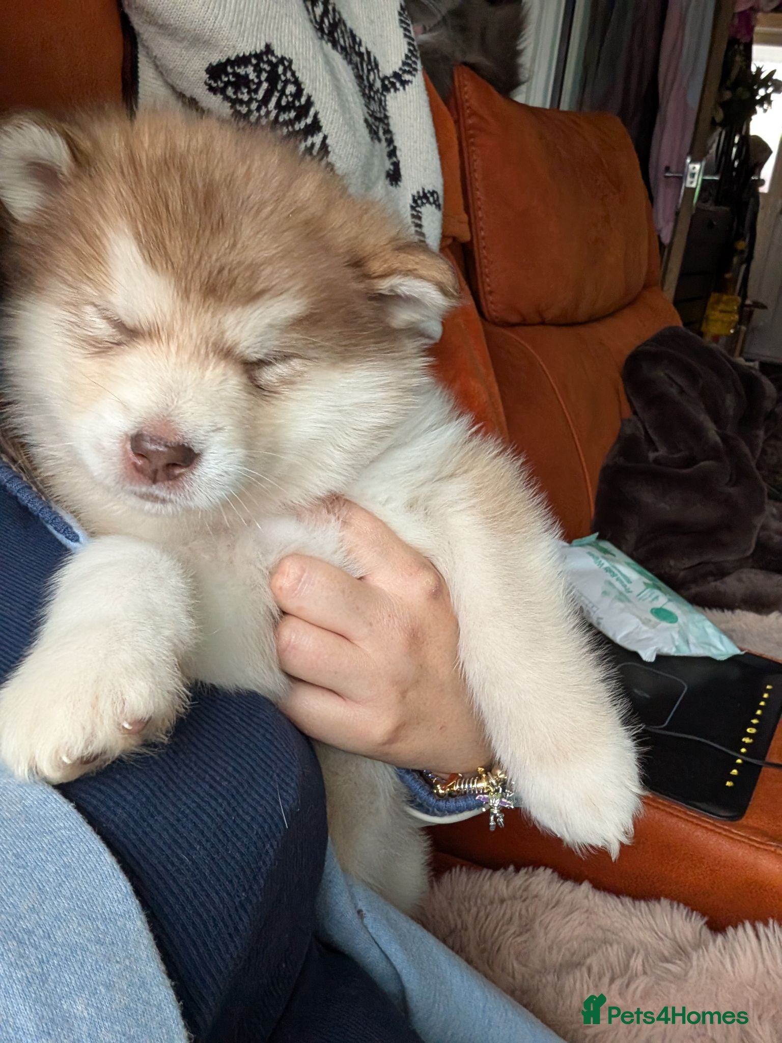 Alaskan Malamute dogs Kc Reg Alaskan Malamute puppies  - Advert 7