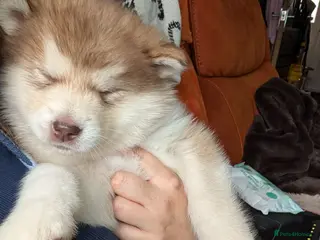Alaskan Malamute dogs Kc Reg Alaskan Malamute puppies - Advert 7