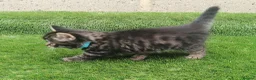 Mixed Breed cats for sale: Exceptional Kittens, Wonderful Personalities ❤️ in Waltham Cross - Advert 8
