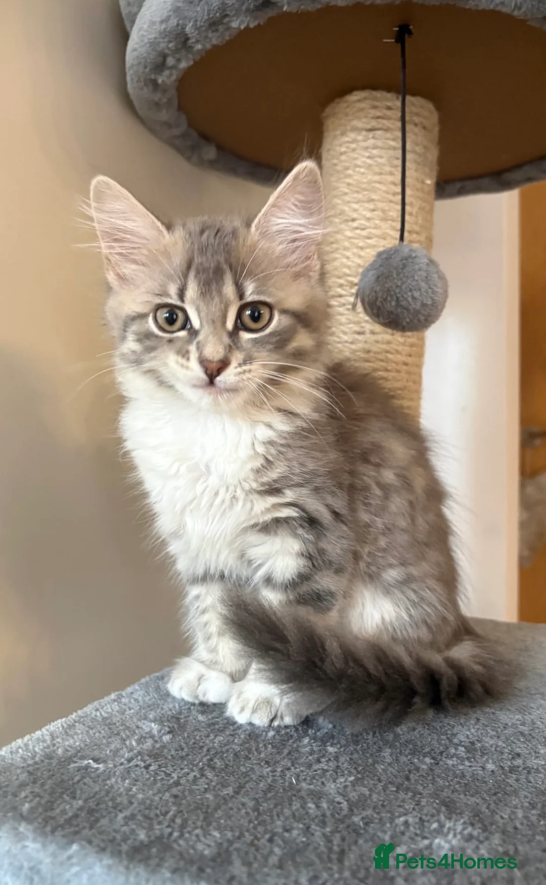 Mixed Breed cats for sale: 4 beautiful kittens  in Halesowen - Advert 2