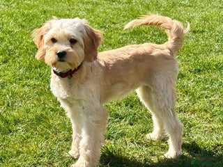 Cavapoo dogs F1 cavapoo - Advert 1