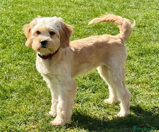 Cavapoo dogs F1 cavapoo - Advert 2