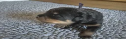 Rottweiler dogs for sale: Adorable, Confident, Chunky KC Rottie Pups  - Advert 25