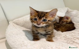 Toyger cats for sale: Full Pedigree Toyger Kittens Last Litter of 2025 - Image 22