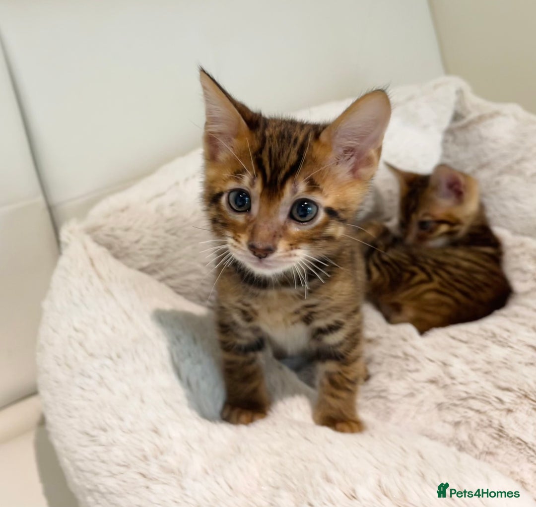 Toyger cats for sale: Full Pedigree Toyger Kittens Last Litter of 2025 - Image 22