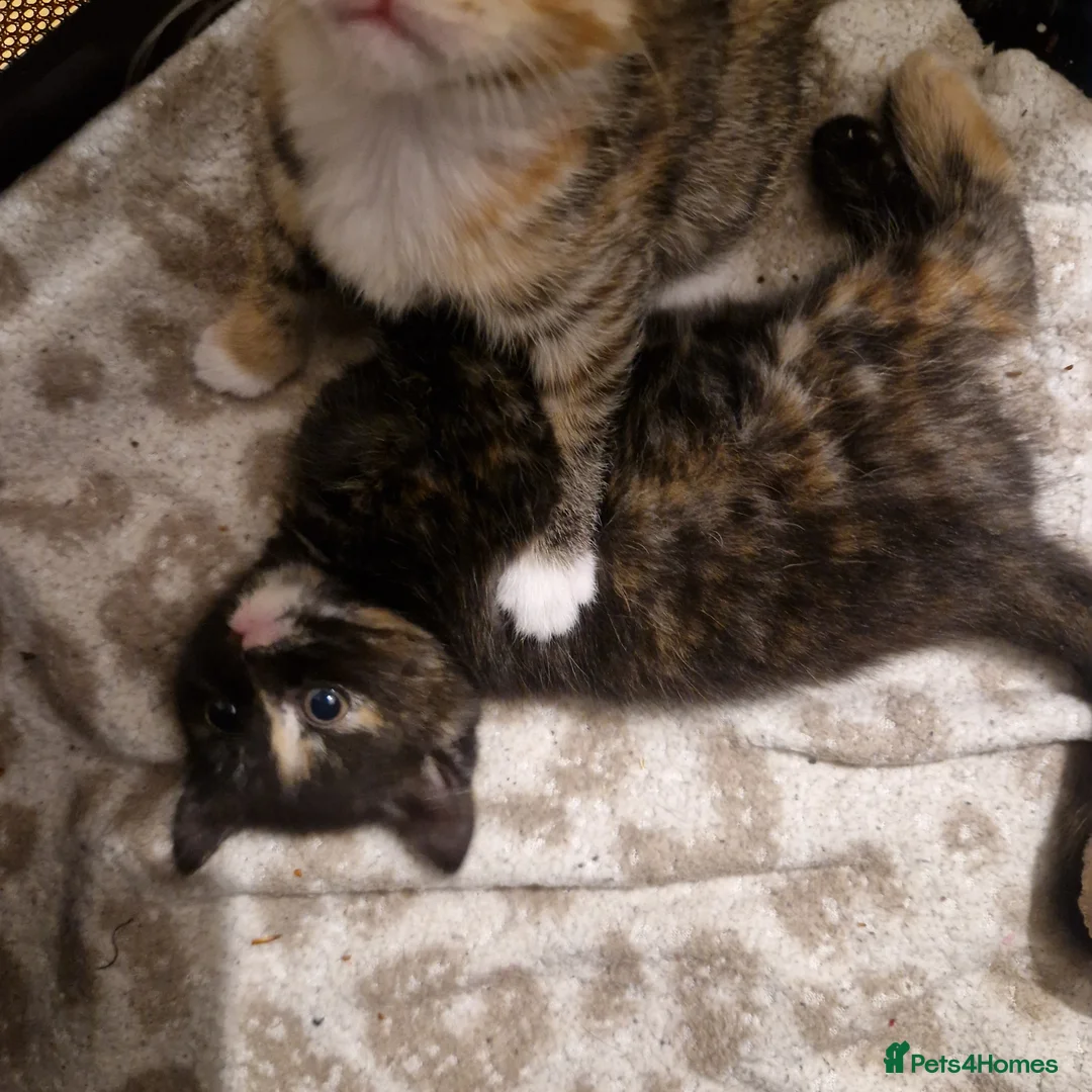 Mixed Breed cats for sale: Beautiful kittens ready today  - Advert 9