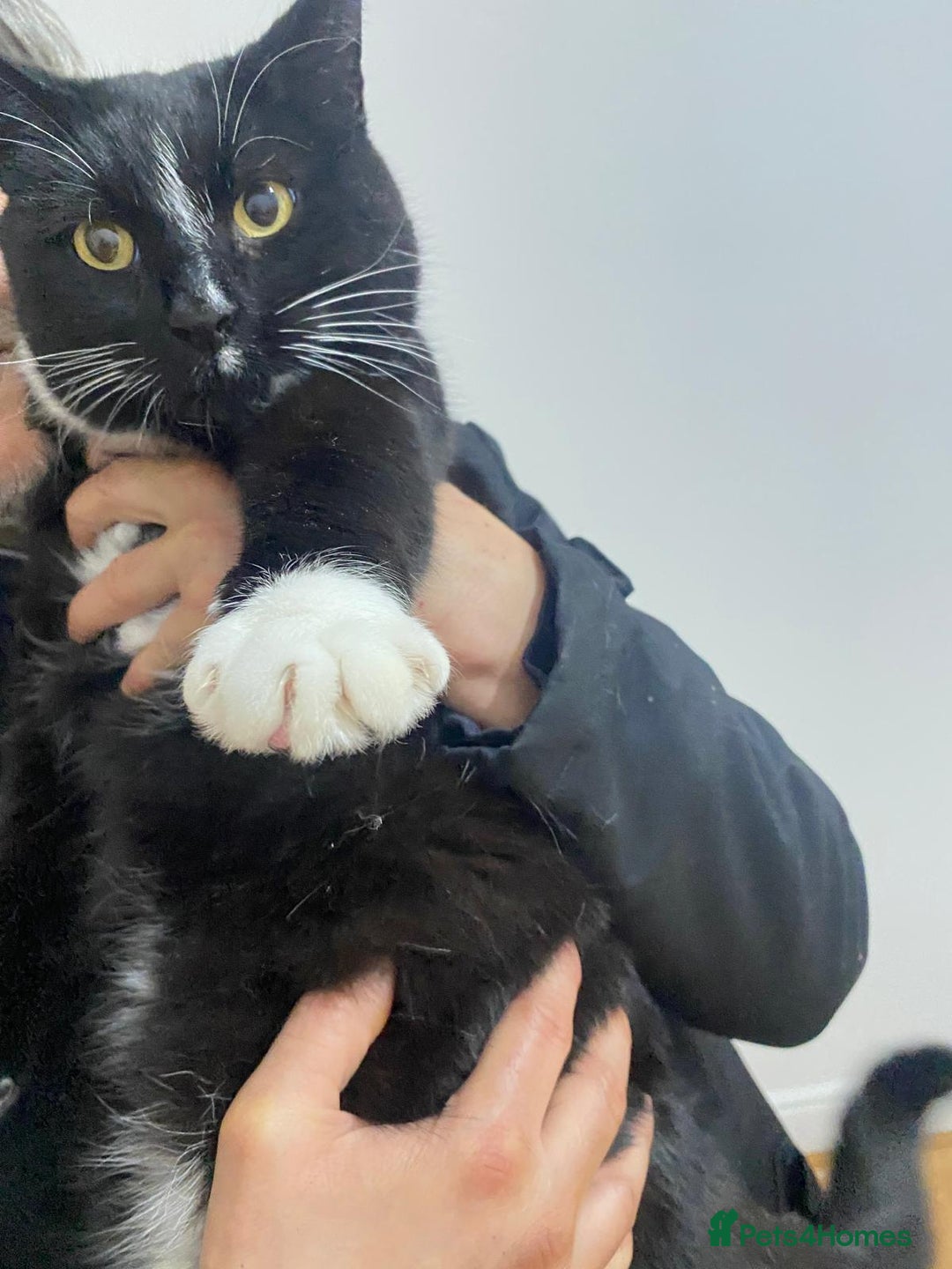 Mixed Breed cats for adoption: Timothy the rescue cat needs forever home - Advert 3