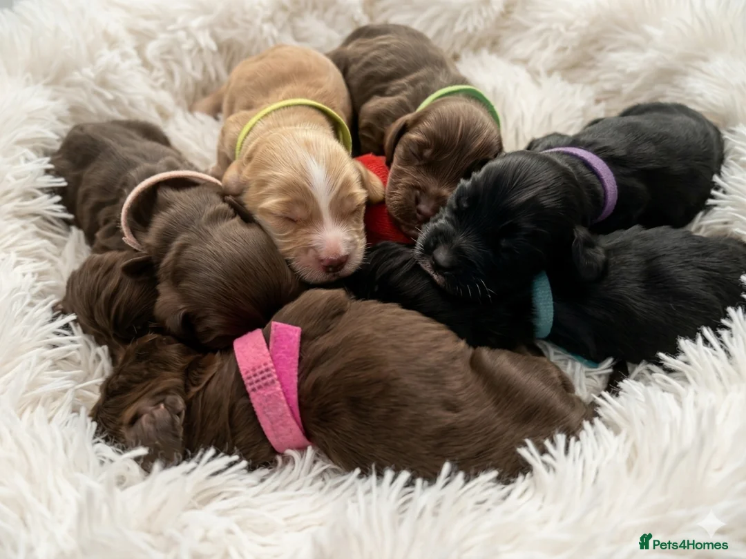 Cocker Spaniel dogs for sale: Beautiful Cocker Spaniel Puppy,Only 1 Remaining🐾 - Advert 1
