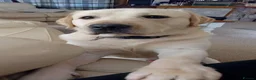Labrador Retriever dogs for sale: 2 golden labrador girl puppies  in Great Yarmouth - Advert 2