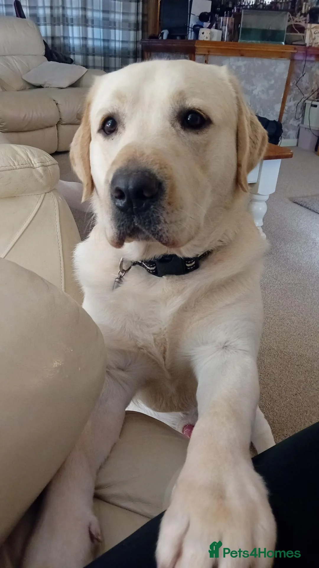 Labrador Retriever dogs for sale: 2 golden labrador girl puppies  in Great Yarmouth - Advert 2
