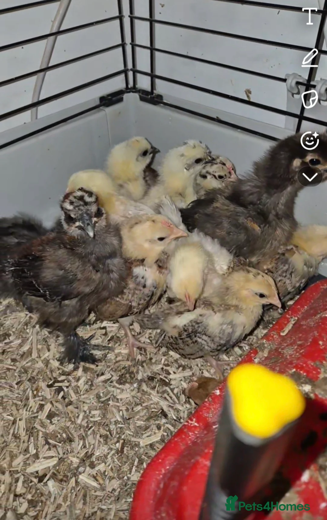 Quail poultry for sale: Jumbo & Celadon Quail Chicks & Hens - Advert 3