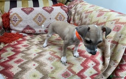 Italian Greyhound dogs for sale: Gorgeous Italian greyhound puppies  - Image 22
