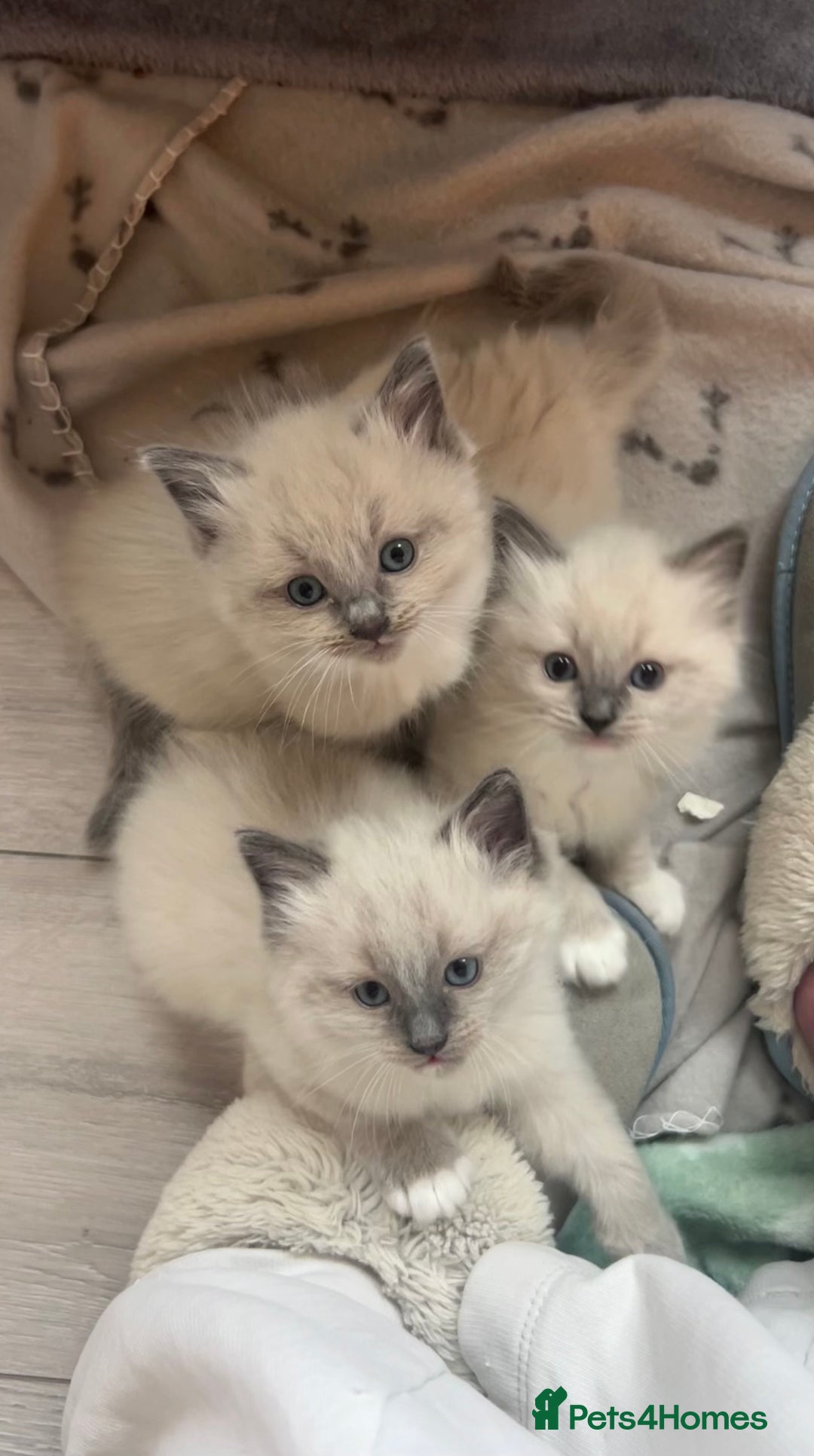 Ragdoll cats for sale: Gorgeous blue/mink ragdoll kittens 🐱💕✨  - Advert 6