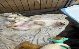 Labrador Retriever dogs for sale: Labrador puppies - Image 3