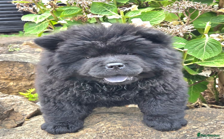 Chow Chow dogs - Advert 13