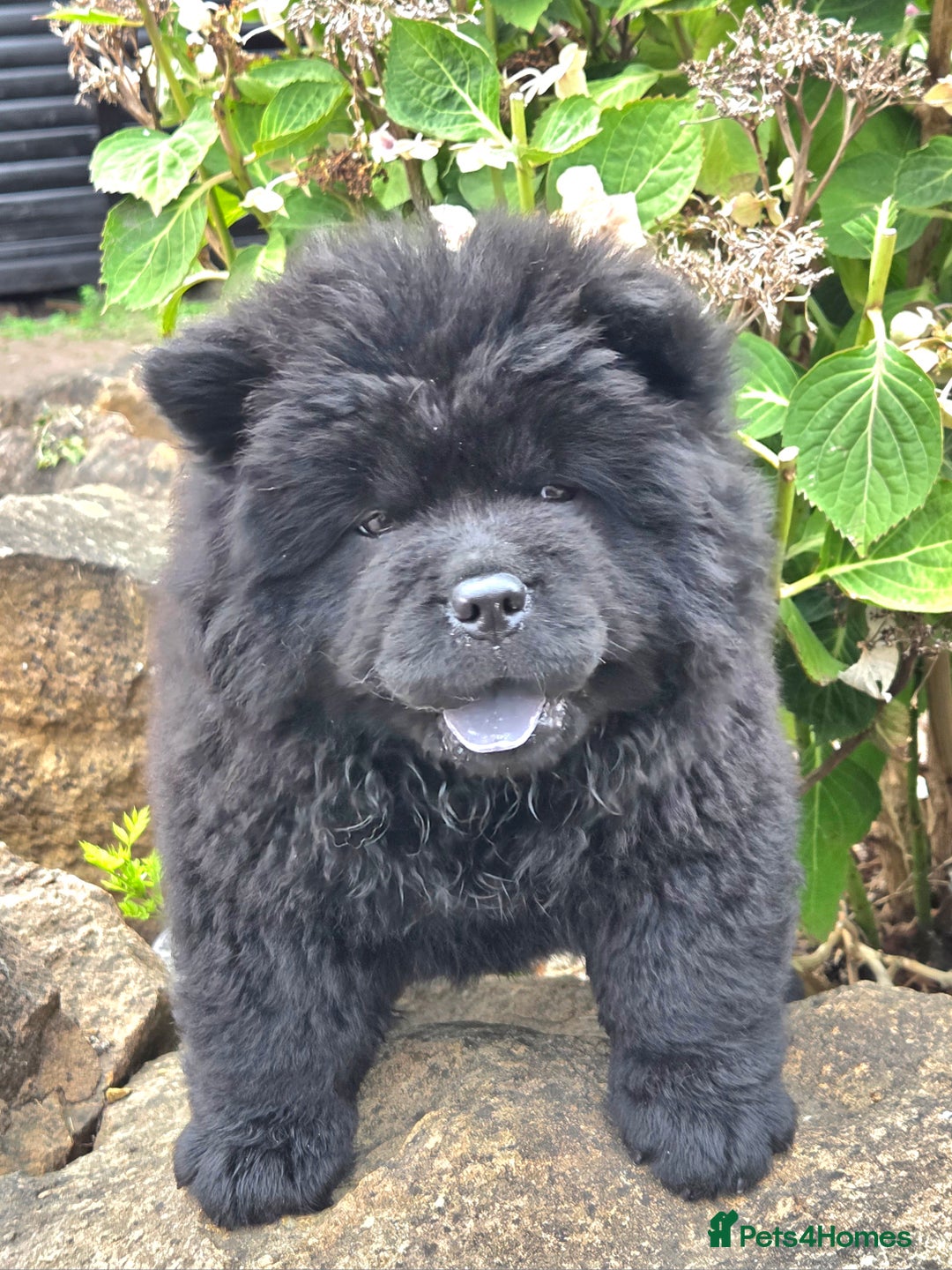Chow Chow dogs for sale: Chow chow puppies  - Image 4