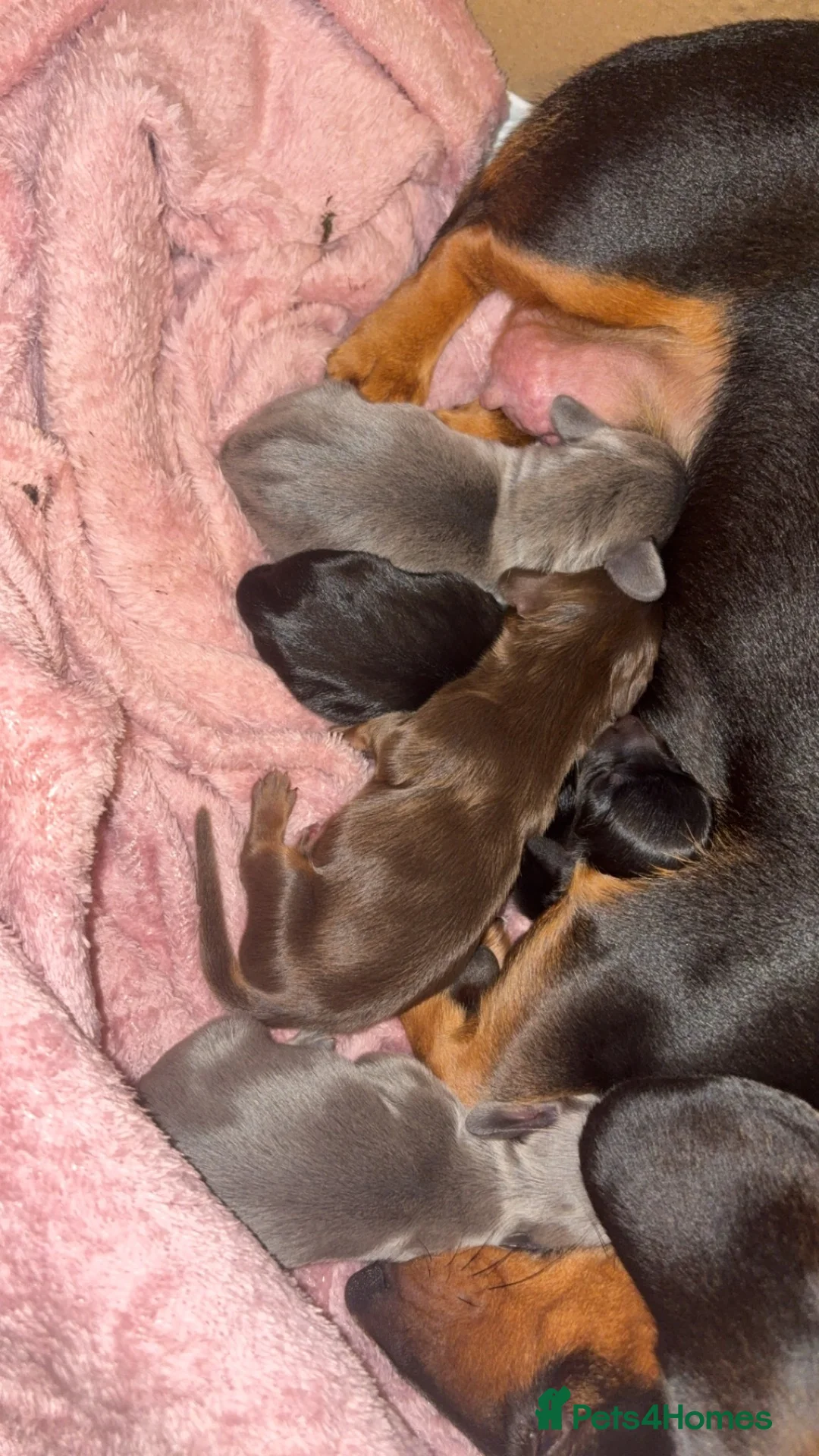 Miniature Dachshund dogs for sale: Gorgeous Pedigree Miniature Dachshund Puppies - Advert 2