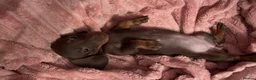 Miniature Dachshund dogs for sale: Beautiful miniature dachshund puppies  - Advert 9
