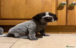 German Wirehaired Pointer dogs for sale: One German Wiredhaired Pointer Left     - Image 5