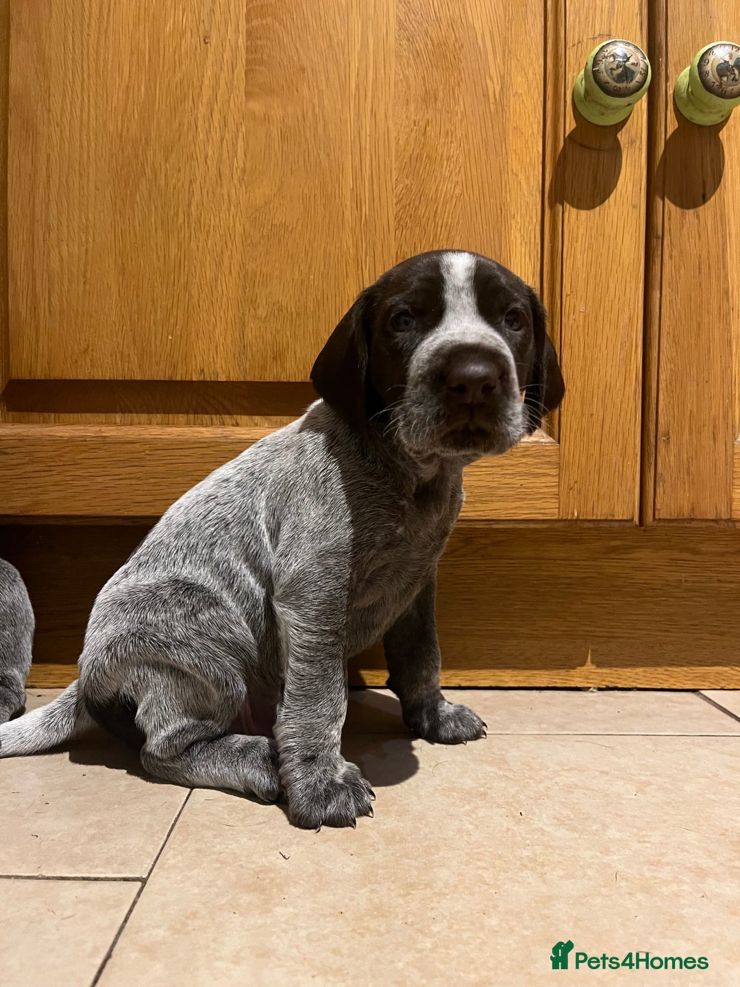 German Wirehaired Pointer dogs for sale: One German Wiredhaired Pointer Left     - Image 5