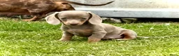 Miniature Dachshund dogs for sale: Outstanding Litter of Miniature dachshund puppies  - Advert 7