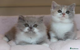 British Shorthair cats for sale: BSH/BLH Females TICA Reg  - Image 6