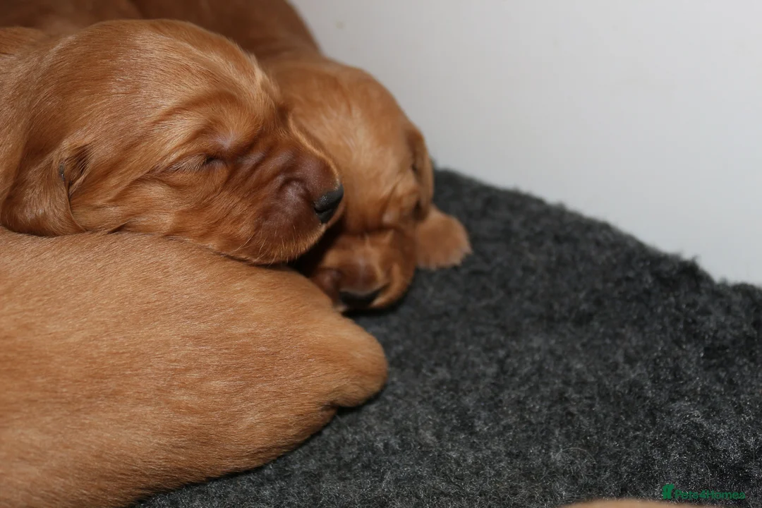 Golden Retriever dogs for sale: KC Registered Working Golden Retriever Puppies - Advert 2