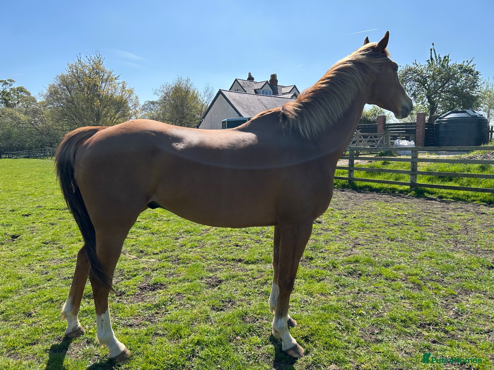 English Thoroughbred horses 15.2h flaxen chestnut gelding - Advert 1
