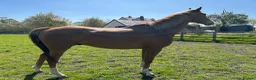 English Thoroughbred horses for sale: 15.2h flaxen chestnut gelding - Advert 1