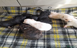 Jackapoo dogs for sale: Stunning Litter F1 JACKAPOO + Big Puppy Pack  - Image 2