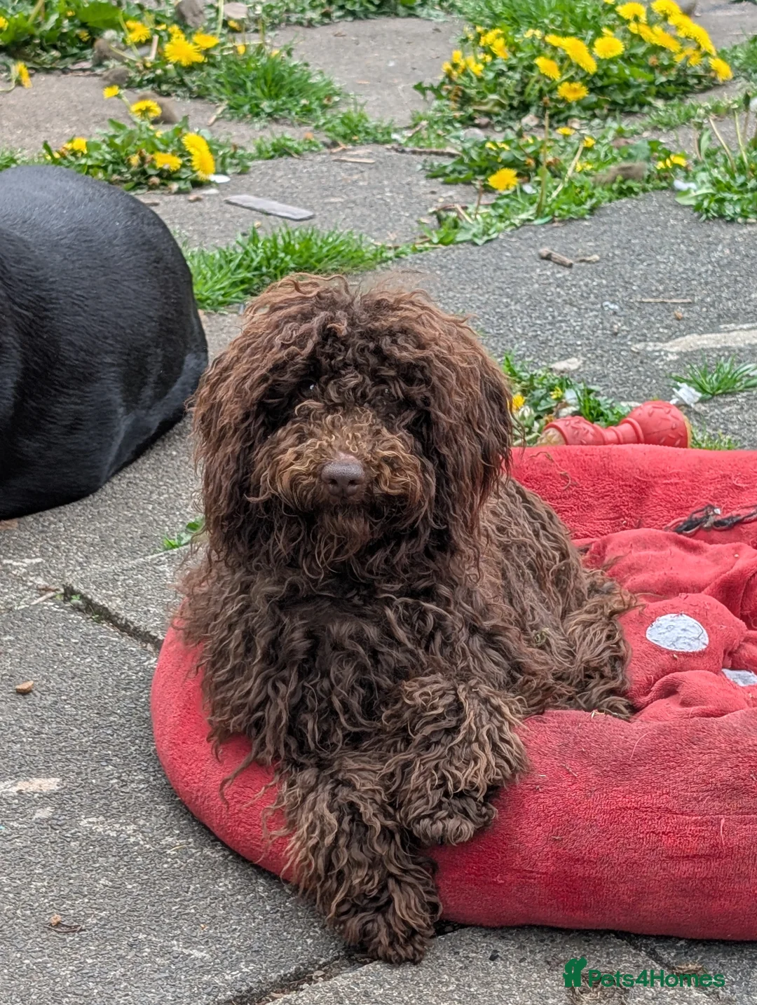 Cockapoo dogs for stud: F2 chocolate cockapoo stud - Advert 11