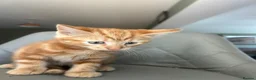 Mixed Breed cats for sale: Adorable kittens looking for forever homes - Advert 5