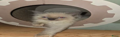 Ragdoll 1
