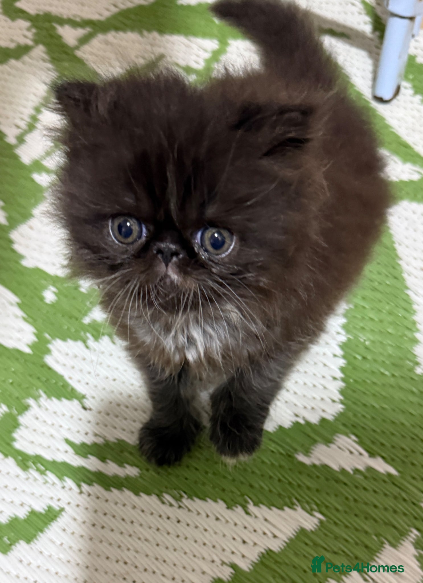 Persian cats Stunning full Persian black/white female kitten - Advert 12
