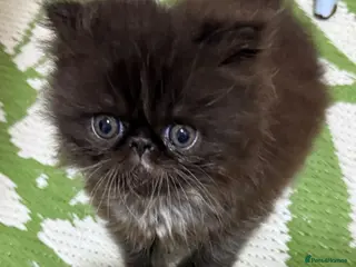 Persian cats Stunning full Persian black/white female kitten - Advert 12