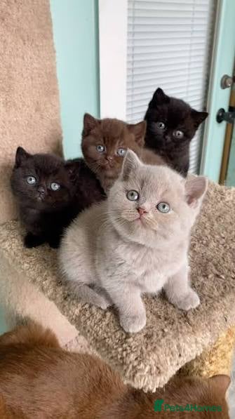 British Shorthair cats British Shorthair Kittens - Advert 6
