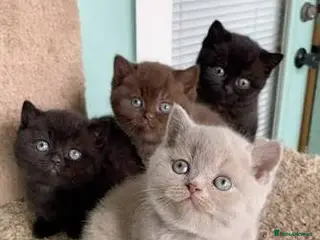 British Shorthair cats British Shorthair Kittens - Advert 6