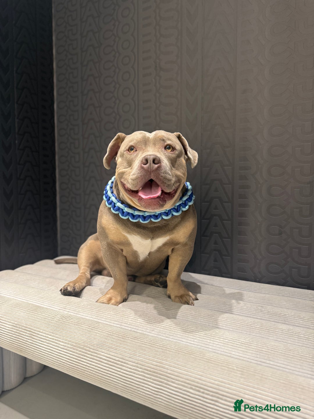 American Bully dogs for sale: Pocket Bully - Advert 6