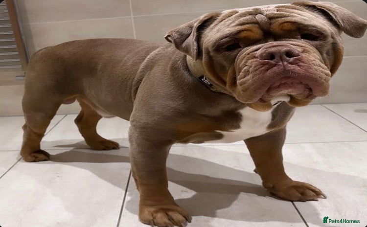 Old Tyme Bulldog dogs - Advert 13