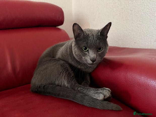 Russian Blue cats Purebred Russian Blue, GCCF-registered - Advert 1
