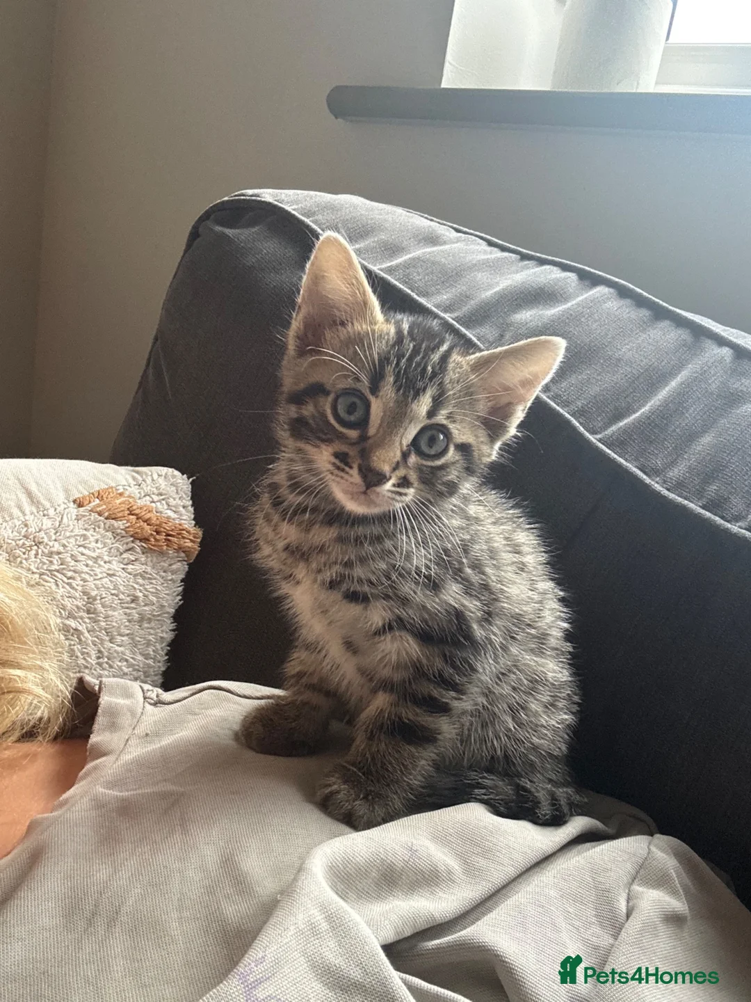 Bengal cats for sale: Bengal cross kittens  - Advert 2