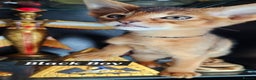 Abyssinian cats for sale: 4 Abyssinian kittens for sale - Advert 5