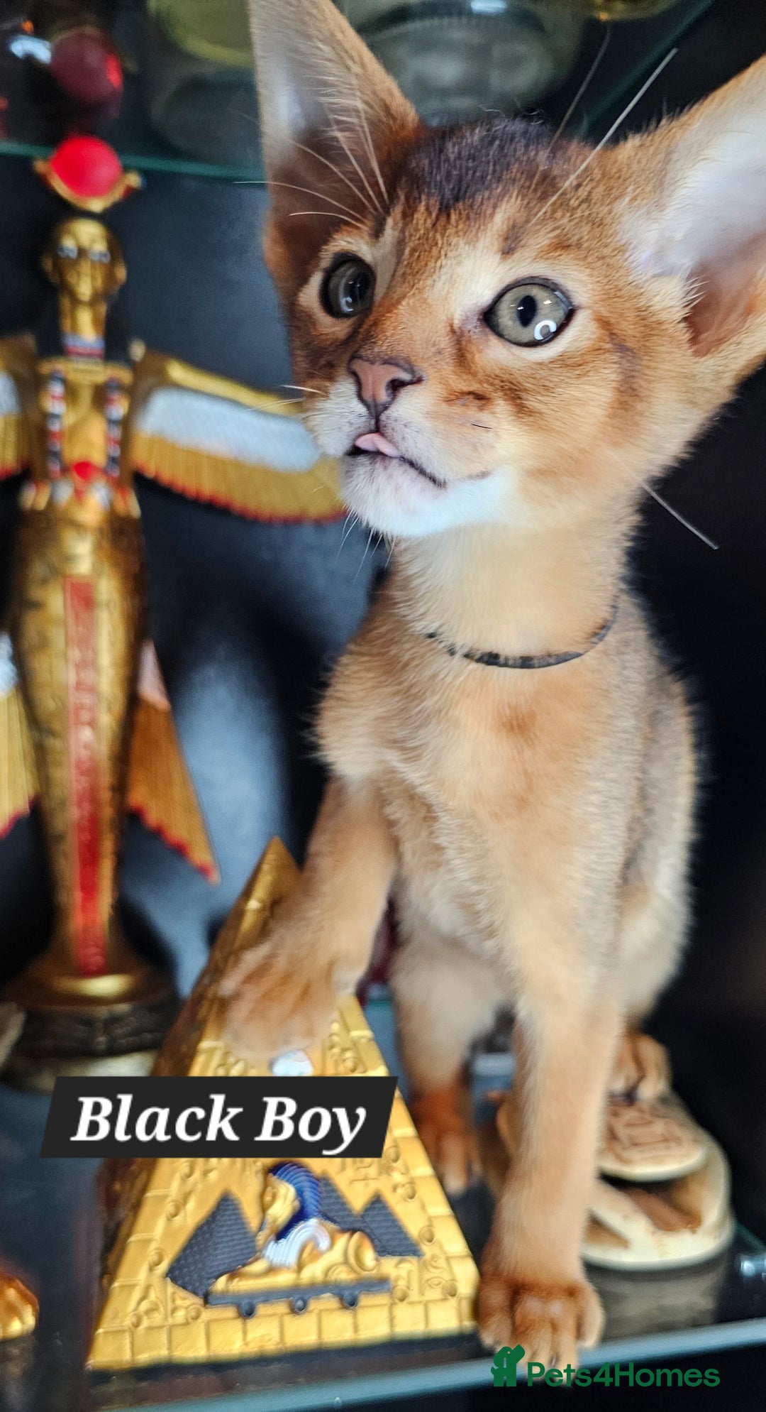 Abyssinian cats for sale: 4 Abyssinian kittens for sale - Advert 5